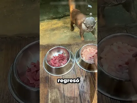 🐶 Este perro no se dejó engañar por su comida favorita 😂