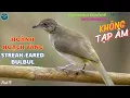 ✅Tiếng chim Hoành hoạch vàng mồi chuẩn mp3 | Bông lau tai vằn | Streak-eared Bulbul | นกปรอดสวน (P9)