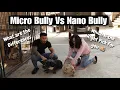Micro Bully Vs Nano Bully