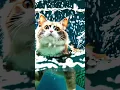 kucing binatang lucu indah