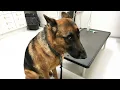 Download Lagu Funniest Brave Police Dog Going to the Vet - Funny Dog's Reaction