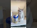 Lagu Cat Dad's Lovely Surprise 😍❤️ | #shorts #shortvideo #trending #tiktok #viral #cat