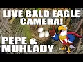 Central Florida Bald Eagle Live Cam