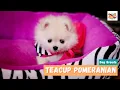 Teacup Pomeranian Your Guide to This Fiery Friendly and Spunky Dog