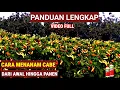 Download Lagu PANDUAN LENGKAP TANAM CABE..!! DARI AWAL HINGGA PANEN