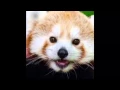 Cute funny talking red panda tells kids jokes