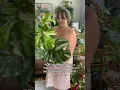 New Monstera Thai Constellation