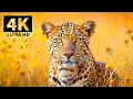 Lagu 4K Animal Paradise 🌿 Tranquil Wildlife and Soothing Nature Melodies