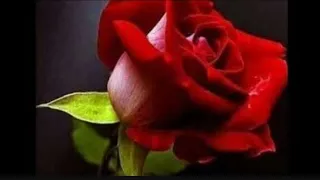 بث الوردة الحمراء دندنها