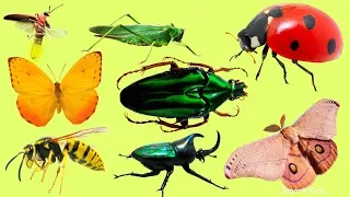 Learn Insect Names in English Can You Recognize Them All
