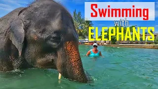 E179 – Unforgettable Moments: Swimming with a Baby Elephant