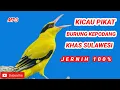 Download Lagu SUARA PIKAT YANG DI RAHASIAKAN OLEH PEMIKAT BURUNG KEPODANG || KHAS SULAWESI || PALING JERNIH.