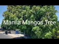 Download Lagu Large Manila Mango Tree