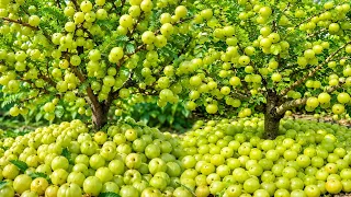 Easy and fast method to grow and propagate amla fruit trees #garden #plant #diy