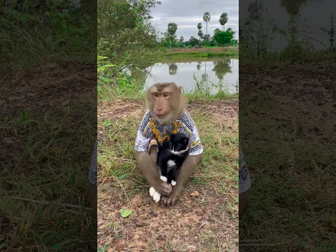 Great video Super SokYaa And Sokhaa Very Adorable & Harmony Animals Around The World #shorts