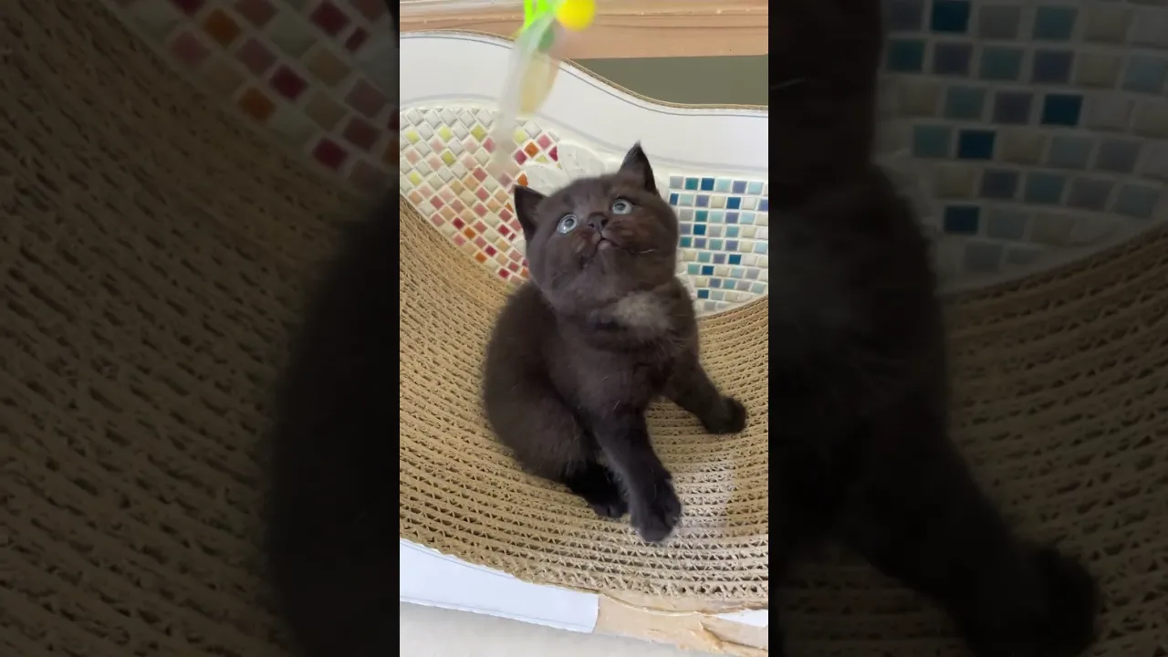 動画