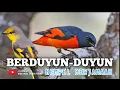 Download Lagu Suara Burung Mantenan Gunung Gacor Pikat MP3