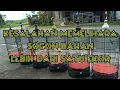 Download Lagu Kesalahan pemula merawat sogon lebih dari satu ekor