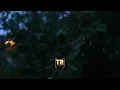 10 Hour | Rain Falling on Leaves with Distant Thunder & Wind Sounds | Relaxing Nature Ambience