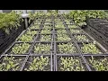 Farming in 3 200 Milk Crates For a High-End Restaurant in Manhattan