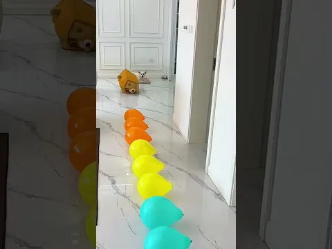Innocent Corgi After Popping Balloons! 🐶🎈 #shorts #corgi #funny