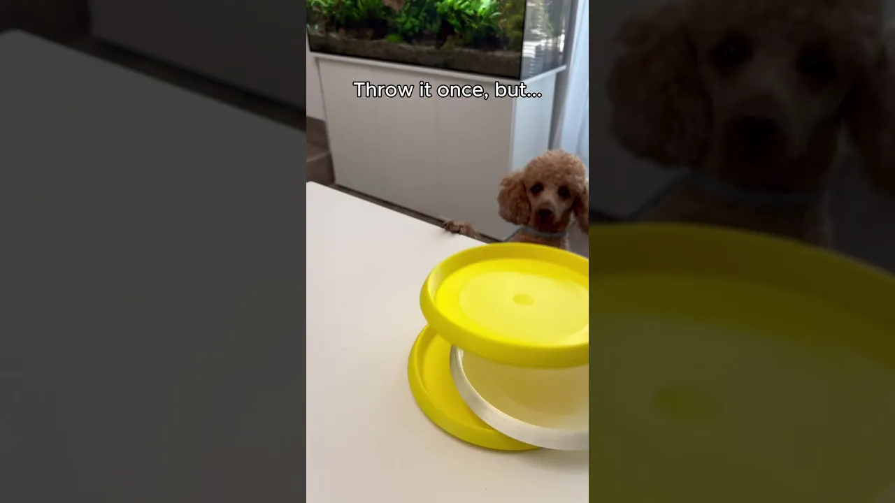 PAW TREAT KEYCHAIN video thumbnail