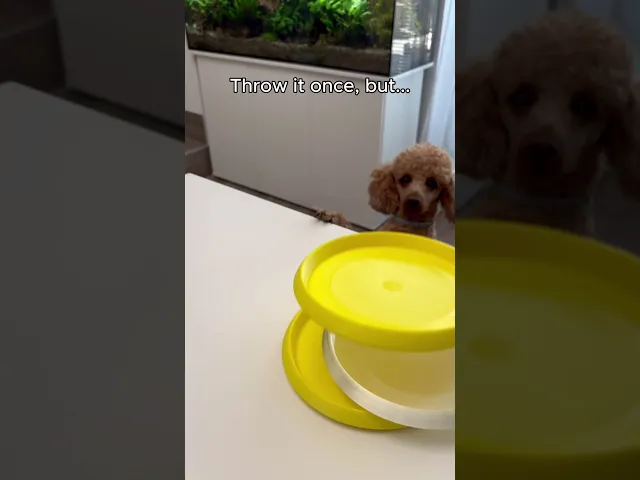 PAW TREAT KEYCHAIN video thumbnail