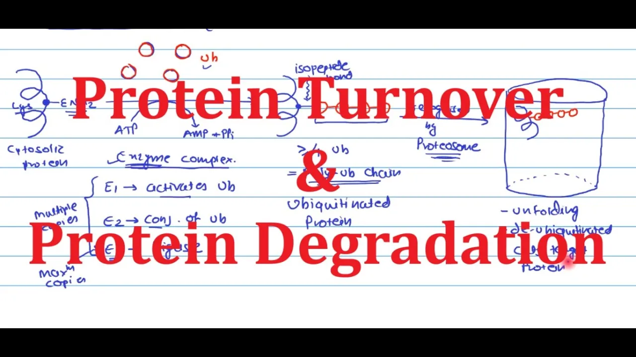 4 Protein Turnover and Protein Degradation | Biochemistry | Metabolism