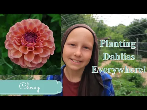 Download MP3 Planting Dahlias Before The Rain and New Business Opportunity