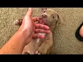 Adorable 8 Week Old Pitbull Puppy Teething