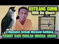 Download Lagu SEMUDAH INI KOK ⁉️ MERAWAT KUTILANG DARI ANAKAN HINGGA JUARA - Qinara Banyuwangi