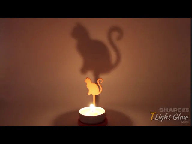 Animal Cat Curly video thumbnail
