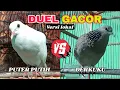 Download Lagu DUEL.. ⁉️SUARA BURUNG PUTER PUTIH VERSUS DERKUKU LOKAL ADU GACOR