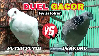 Download DUEL.. ⁉️SUARA BURUNG PUTER PUTIH VERSUS DERKUKU LOKAL ADU GACOR MP3