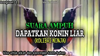 Download Suara Pikat Konin Ribut Paling Jitu || Kolibri Ninja Langsung Kumpul (bagian 2) MP3