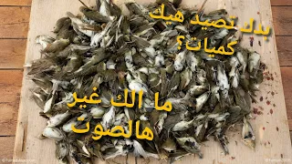 صوت عصفور التين للصيد ٢٠٢٦                            دندنها