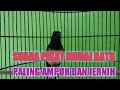 Download Lagu PANCINGAN SUARA PIKAT BURUNG MURAI BATU PALING AMPUH DAN JERNIH untuk PIKAT MURAI LAIN(‎@tasmal  )