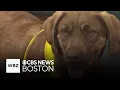 4 friendly dogs from Massachusetts shelter looking for new homes