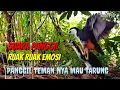 Download Lagu 🔴 Suara ruak ruak panggil teman pasti emosi #suarapikatrobiplur