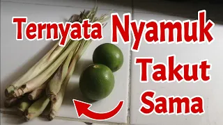 cara mengusir nyamuk dengan sereh dan jeruk nipis