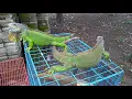 Download Lagu Iguana ijo kesayangan