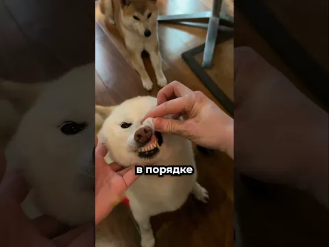 Чей зуб он нашёл в кресле 😳