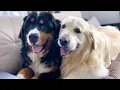 The Golden Retriever Loves to Play with the Bernese Mountain Dog