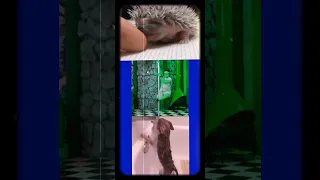 كوكتيل مشكل موقع يختص بعرض فيديوهات مميزة جدا   وسع  صدرك                                           دندنها