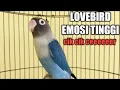 Download Lagu AWASS !! SEKALI PUTAR LANGSUNG NYAUT, Suara Lovebird NGEKEK PANJANG Cepat Bikin BUNYI