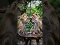 Download Lagu GARA-GARA SEBOTOL MINUMAN