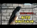 Download Lagu TOET-TOET CENDET GACOR DONGKAK EMOSI CENDET MALES BUNYI || pancingan burung cendet 