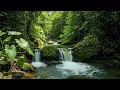 River Flow & Forest Birds Chirping | Gentle Nature Sounds ASMR for Sleep & Meditation | 3 Hours