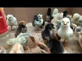 Download Lagu Suara Anak Ayam untuk pikat garangan