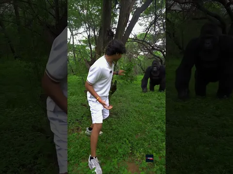 Jungle Mein Gorilla Mil Jaye To Kya Kare? 😳 #shorts
